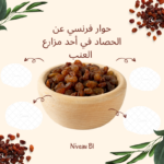 حوار فرنسي عن الحصاد في مزعة العنب